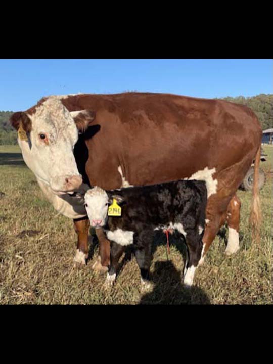 Mountain Fork Hereford Farm