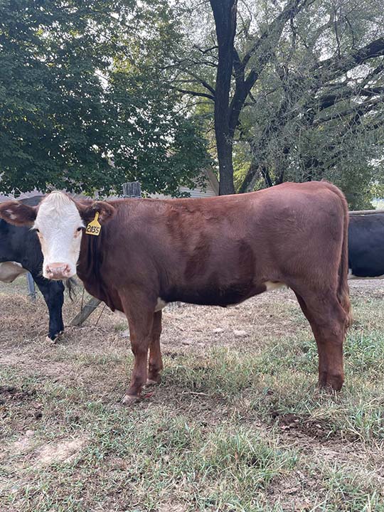 Mountain Fork Hereford Farm
