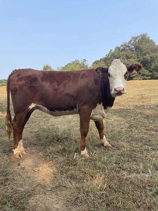 Mountain Fork Hereford Farm