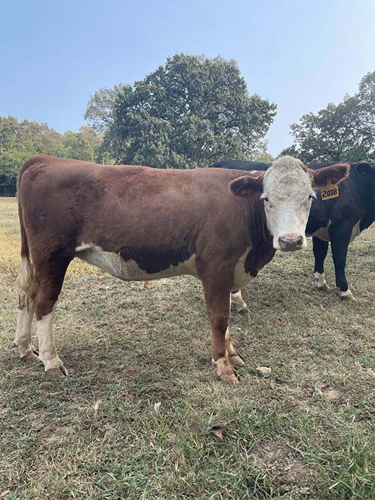 Mountain Fork Hereford Farm