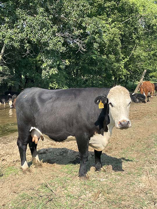 Mountain Fork Hereford Farm
