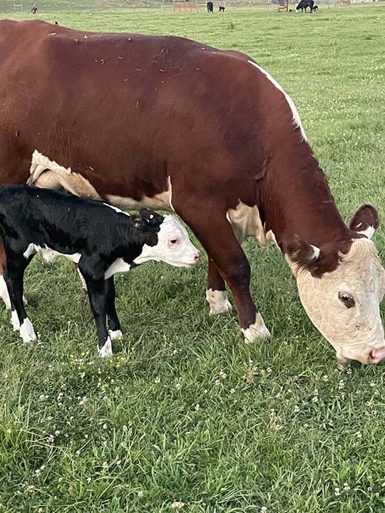 Mountain Fork Hereford Farm