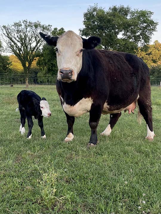 Mountain Fork Hereford Farm