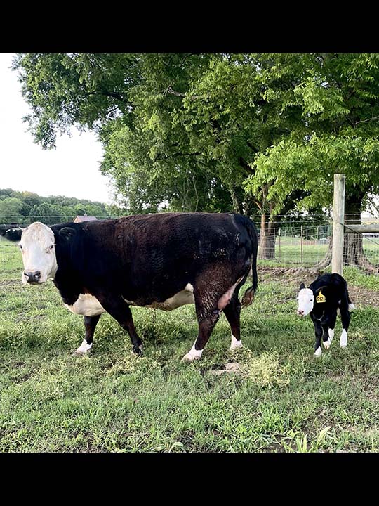 Mountain Fork Hereford Farm