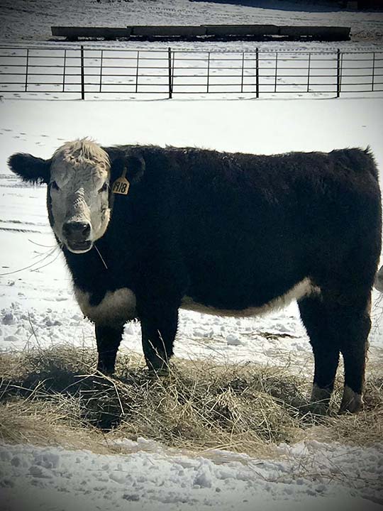 Mountain Fork Hereford Farm