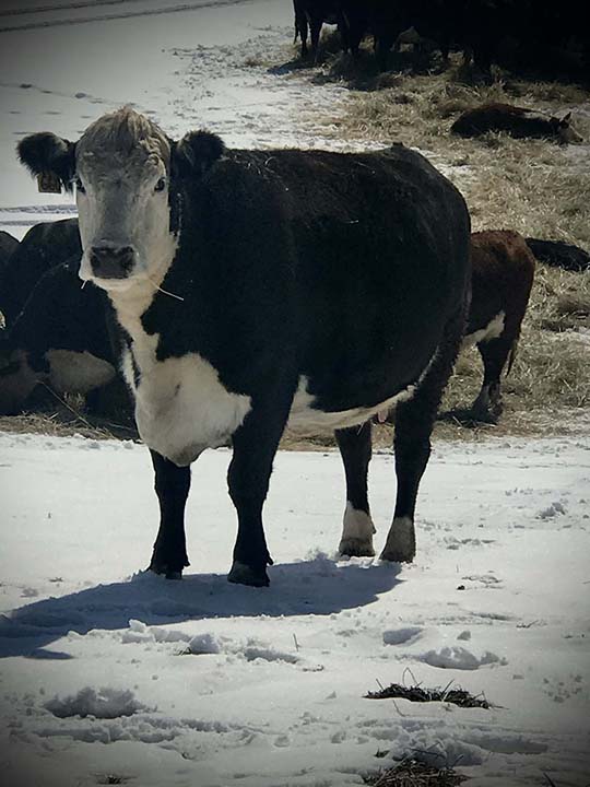 Mountain Fork Hereford Farm
