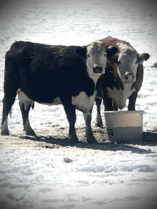 Mountain Fork Hereford Farm