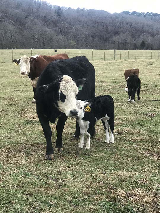 Mountain Fork Hereford Farm