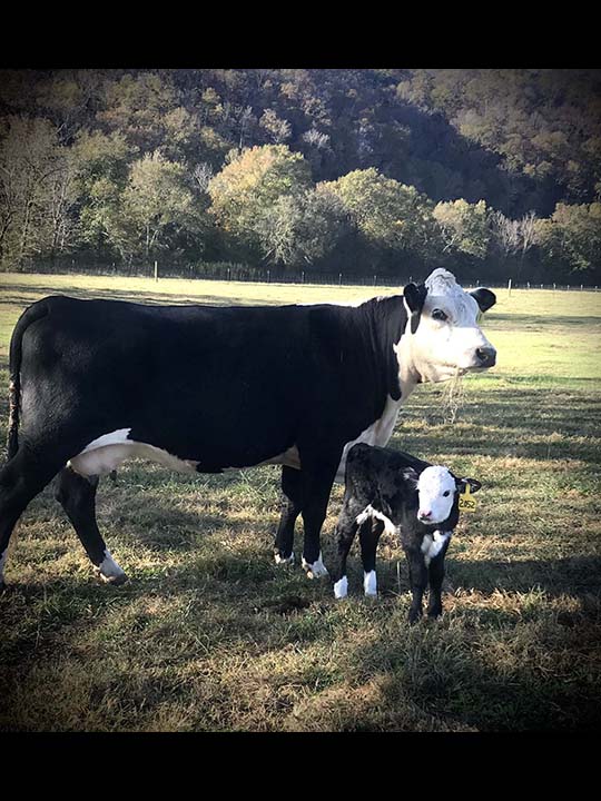 Mountain Fork Hereford Farm