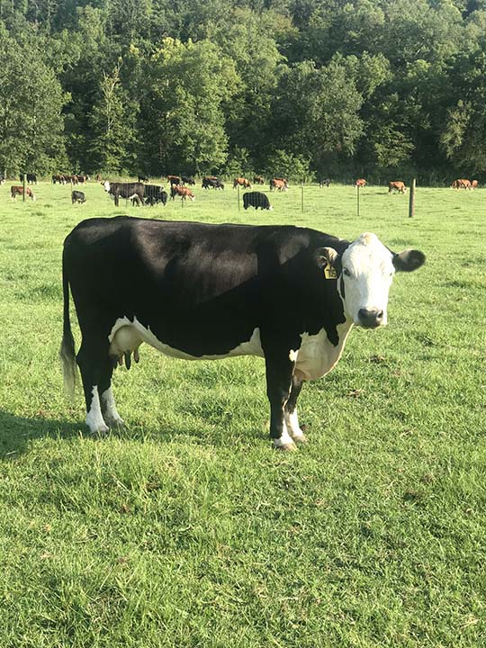 Mountain Fork Hereford Farm