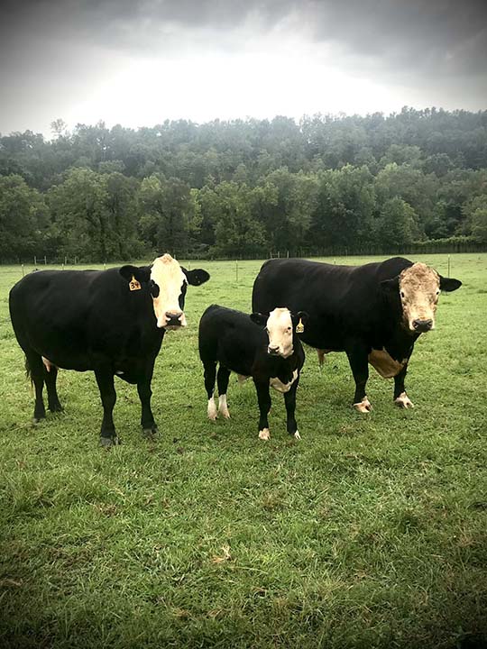 Mountain Fork Hereford Farm