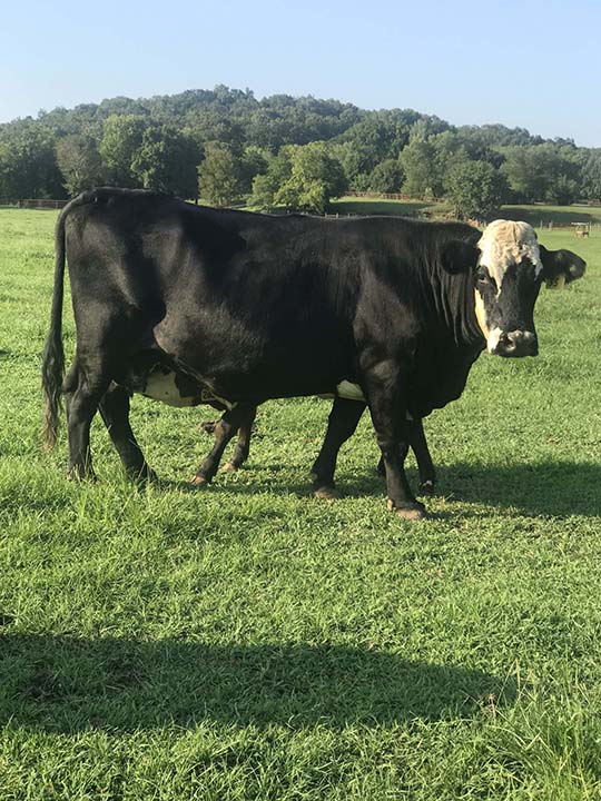 Mountain Fork Hereford Farm