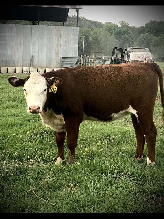 Mountain Fork Hereford Farm