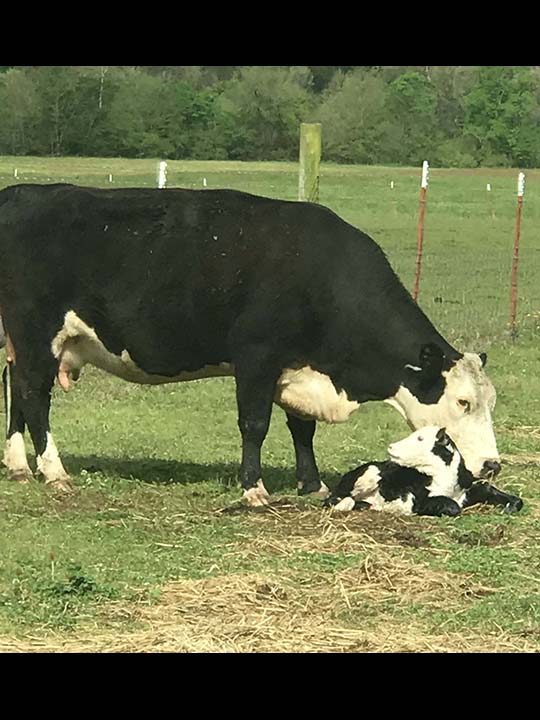 Mountain Fork Hereford Farm