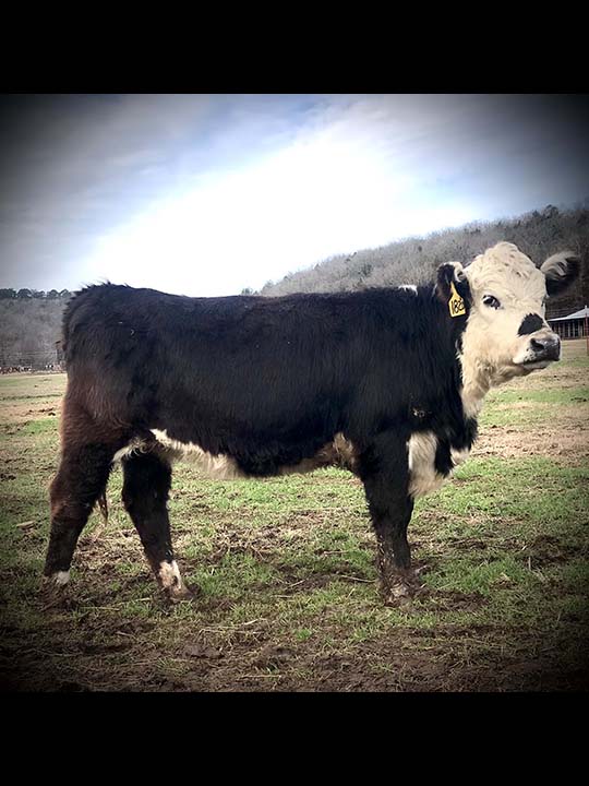 Mountain Fork Hereford Farm