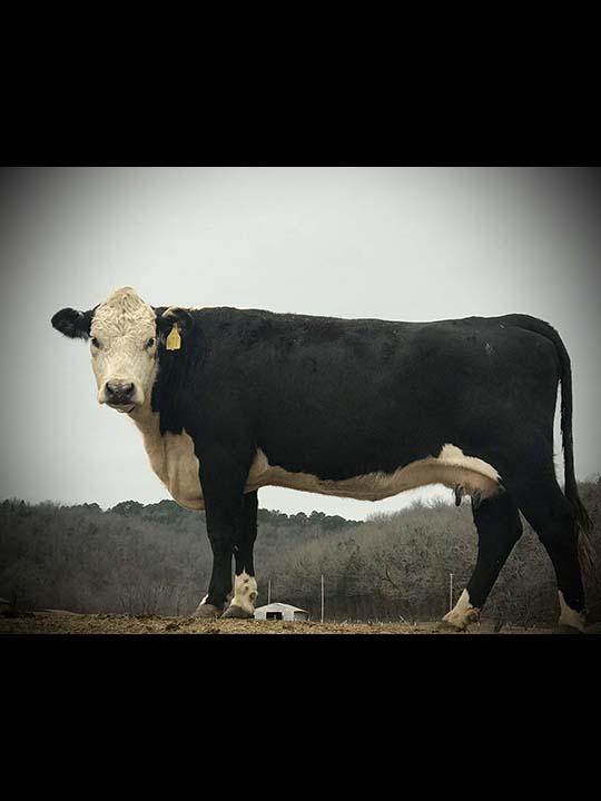 Mountain Fork Hereford Farm