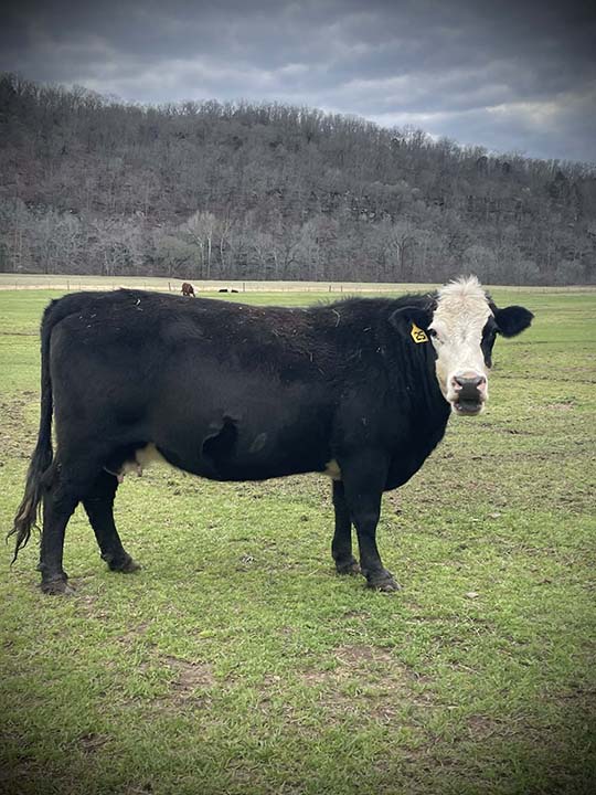 Mountain Fork Hereford Farm