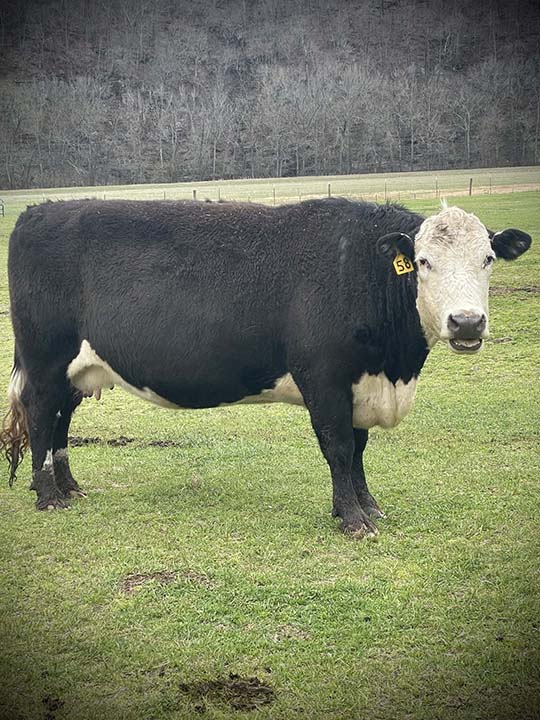 Mountain Fork Hereford Farm