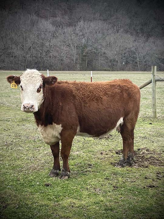 Mountain Fork Hereford Farm