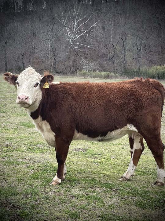 Mountain Fork Hereford Farm