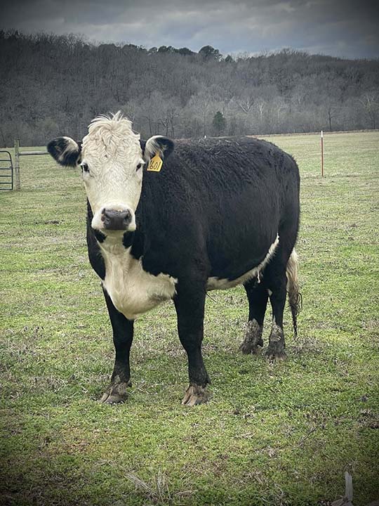 Mountain Fork Hereford Farm