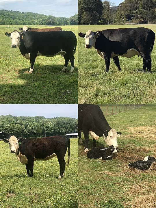 Mountain Fork Hereford Farm Cows